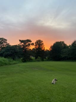Three oaks 