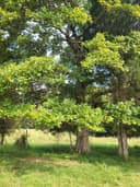 Hometown Sassafras