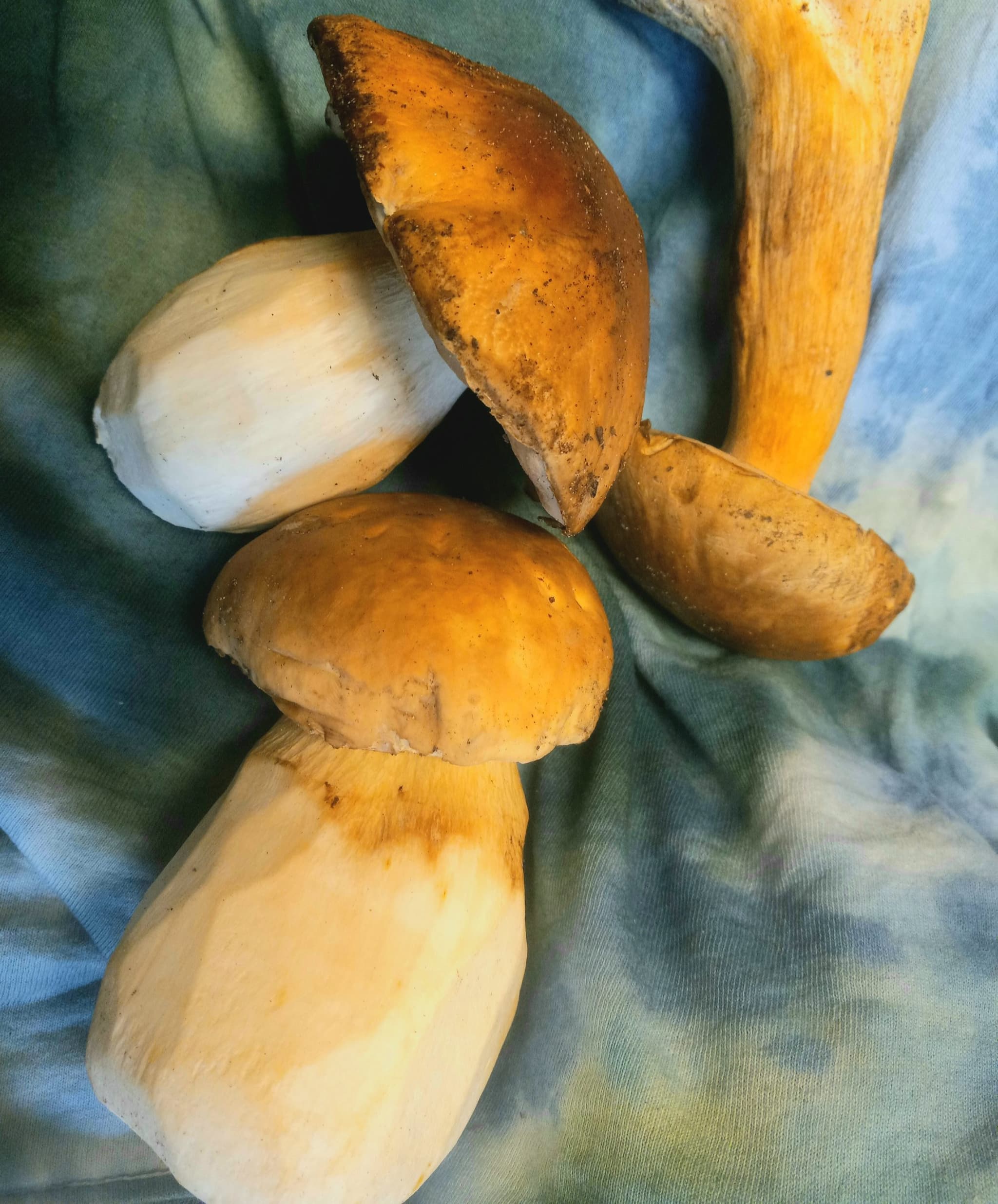 Oregon Mushrooms Gone Wild's banner