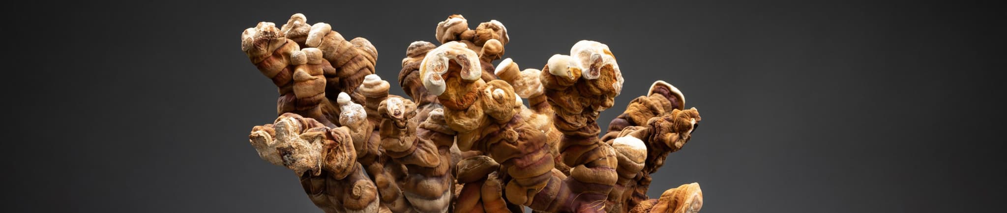 Otzi Mushrooms's banner