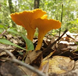 Christina's Wild Edibles and Mushrooms