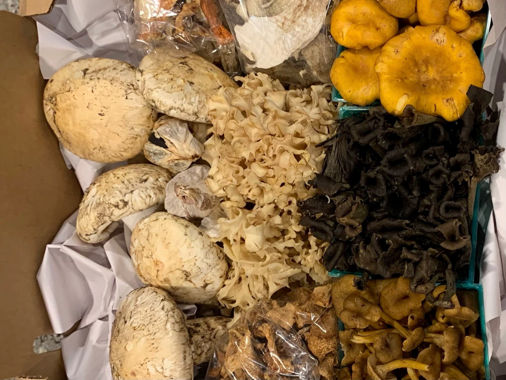 PNW Wild Mushrooms's banner