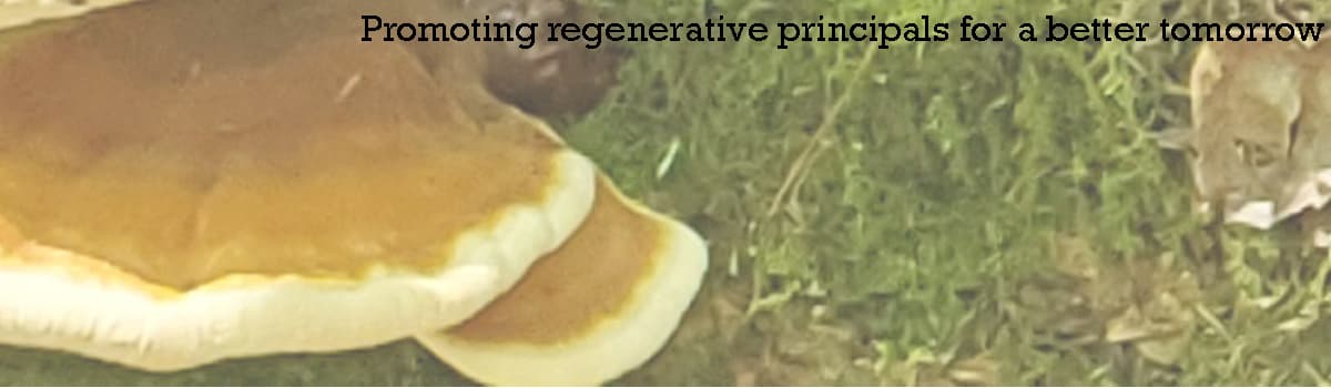 Sustainable Sorcerers's banner