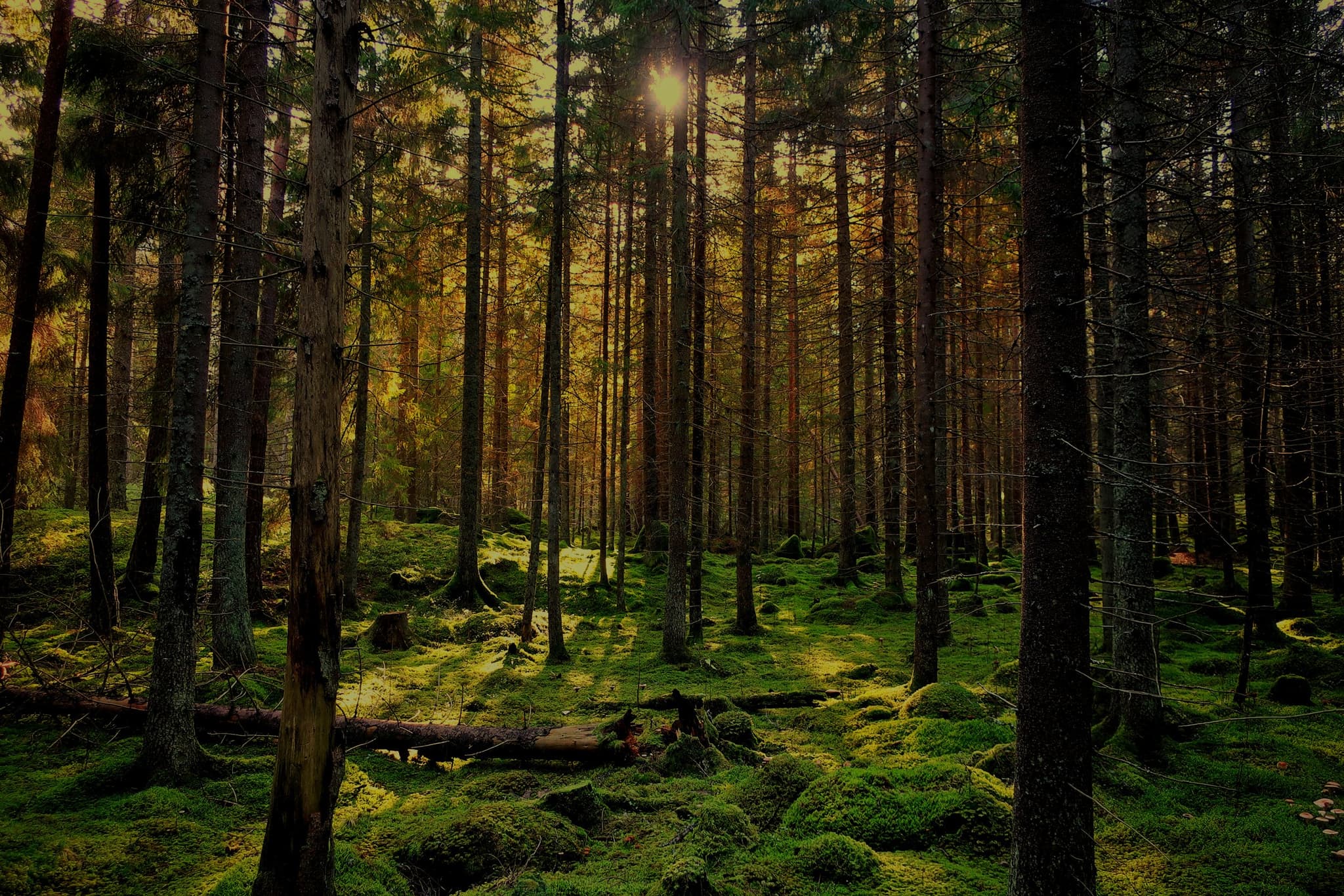 Sourced in Nature's banner
