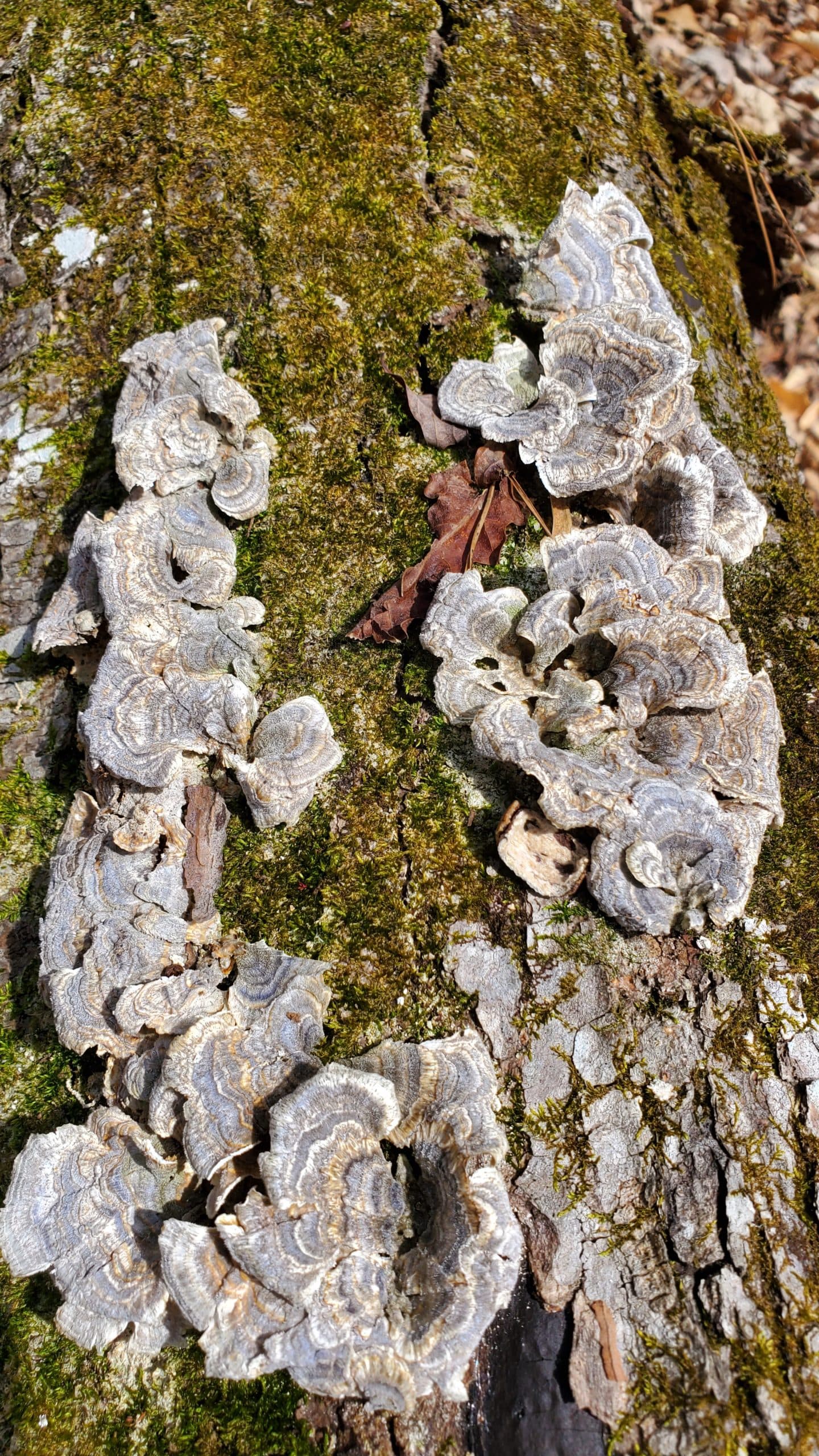 Mycosm Journeyor's banner