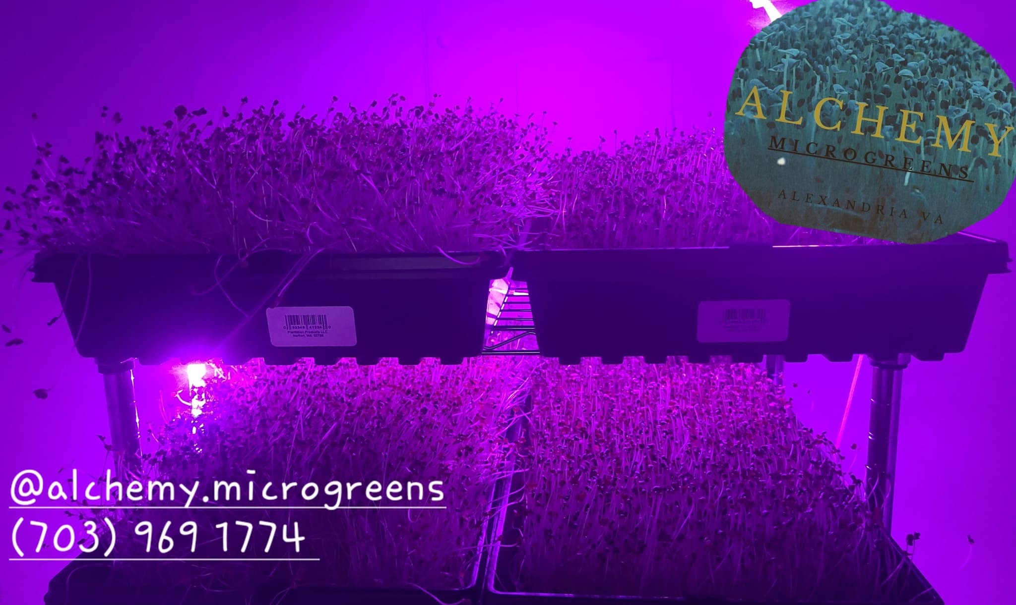 Alchemy Microgreens's banner