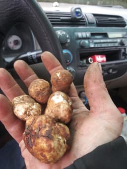The truffle queen