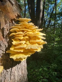 Southern Minnesota Medicinal and Edible Mushrooms 