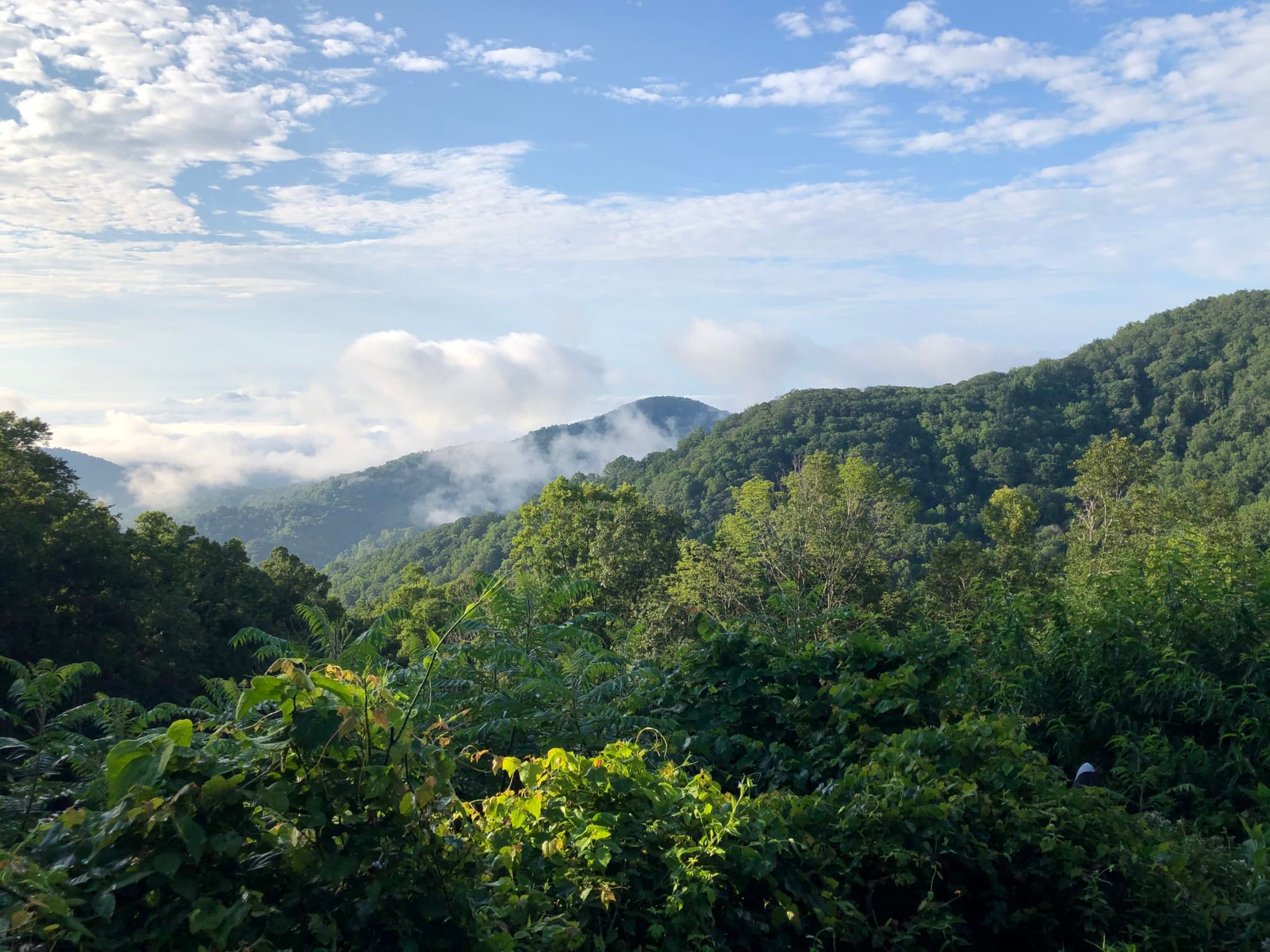 Primordial Foraging and Fruits's banner