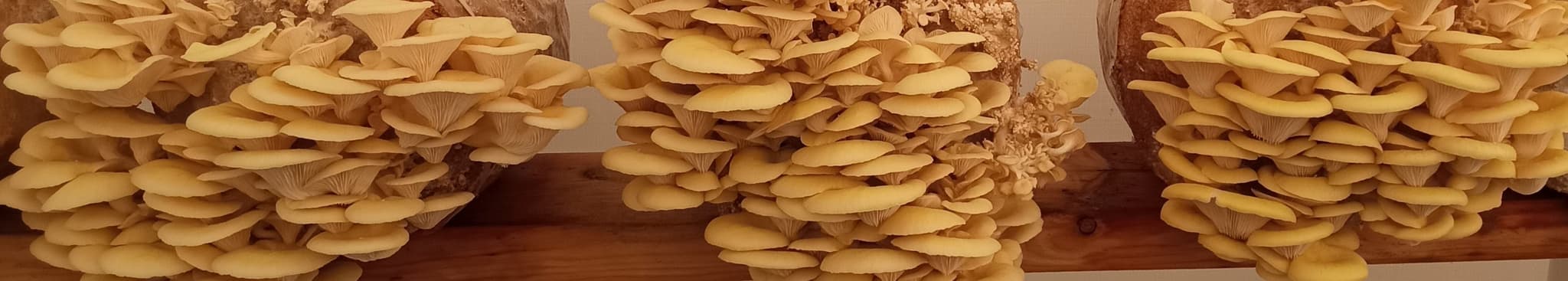 Silver Valley Fungi's banner