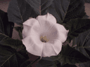 Montana Moonflowers