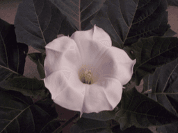 Montana Moonflowers