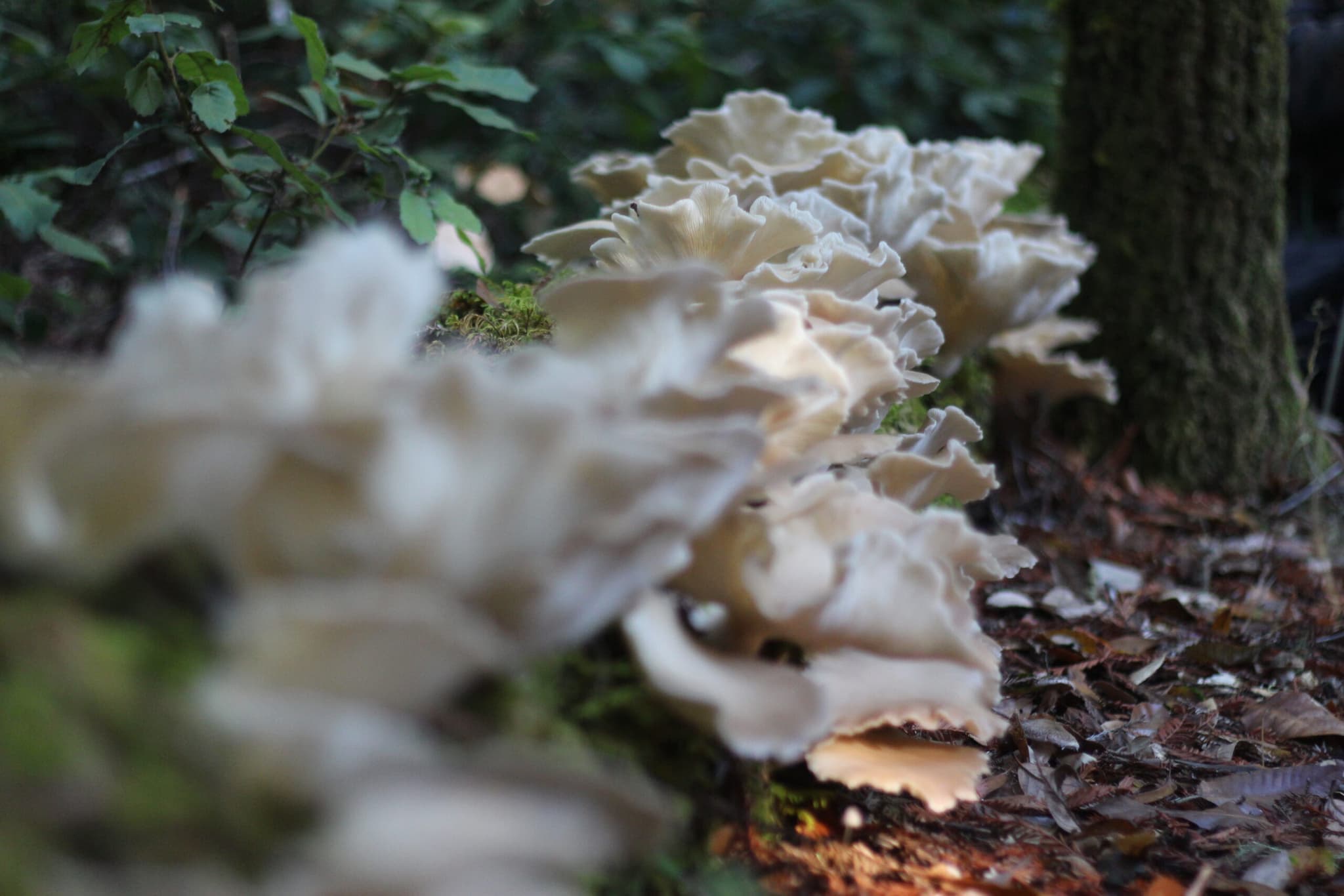 Decolonize Mushrooms's banner