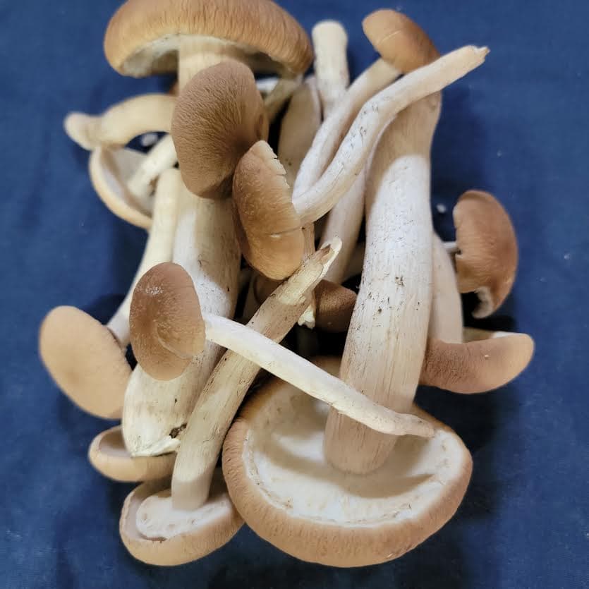 Product image #1