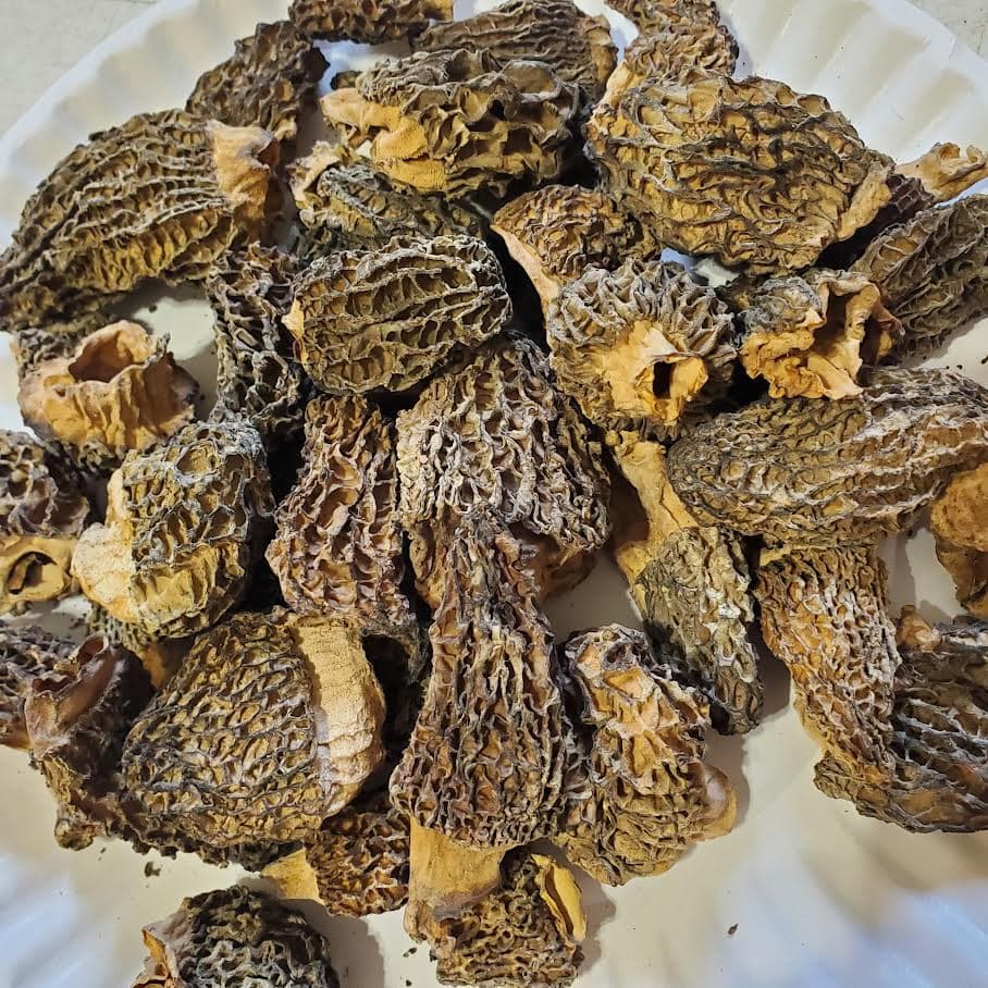 Dried Wild Morel Mushrooms 4 oz - Foraged