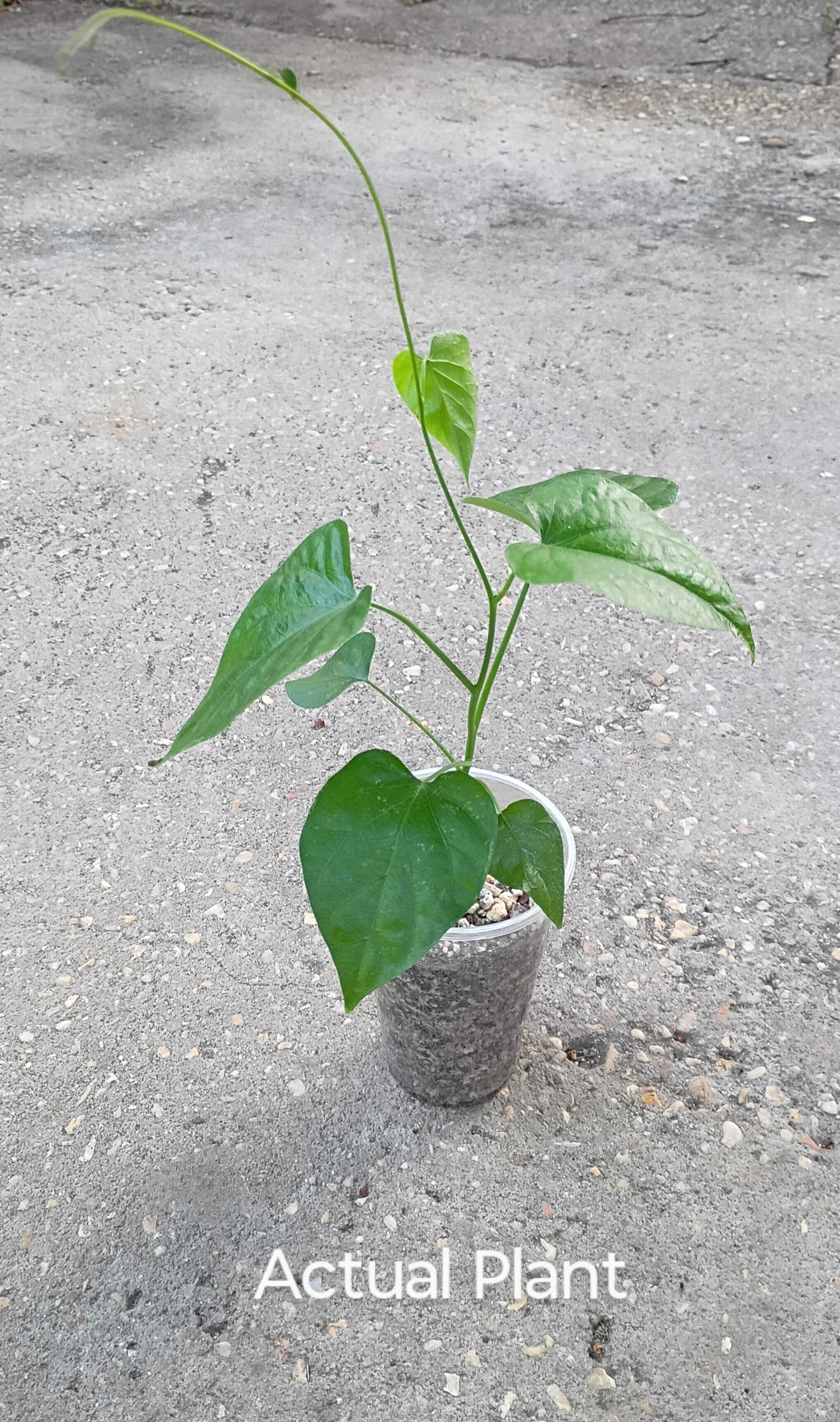 Product image #2