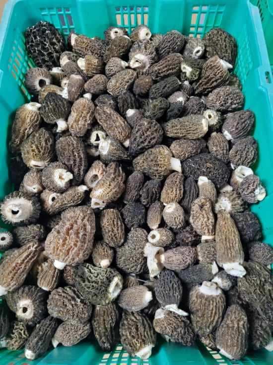 Fresh Dark Wild Morels