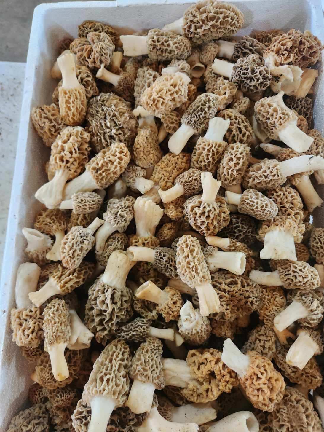 Fresh Wild Blonde/Gray Morel Mushrooms