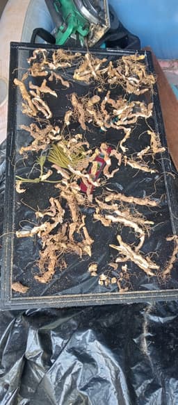 Herbs and more