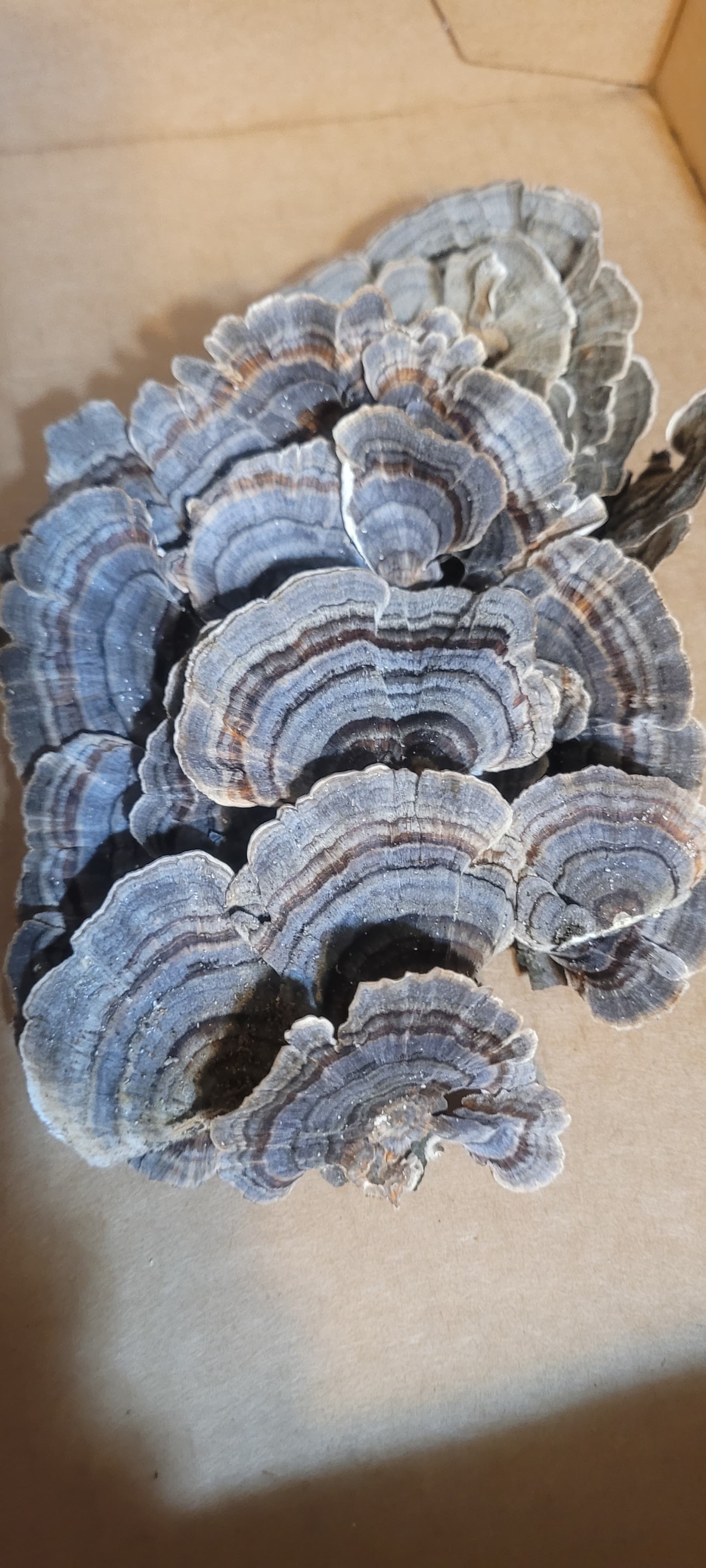 Trametes Versicolor SALE!!!!!!!! aka Turkey Tail on sale til end of January save on 2 orders $12  and 3 orders $15