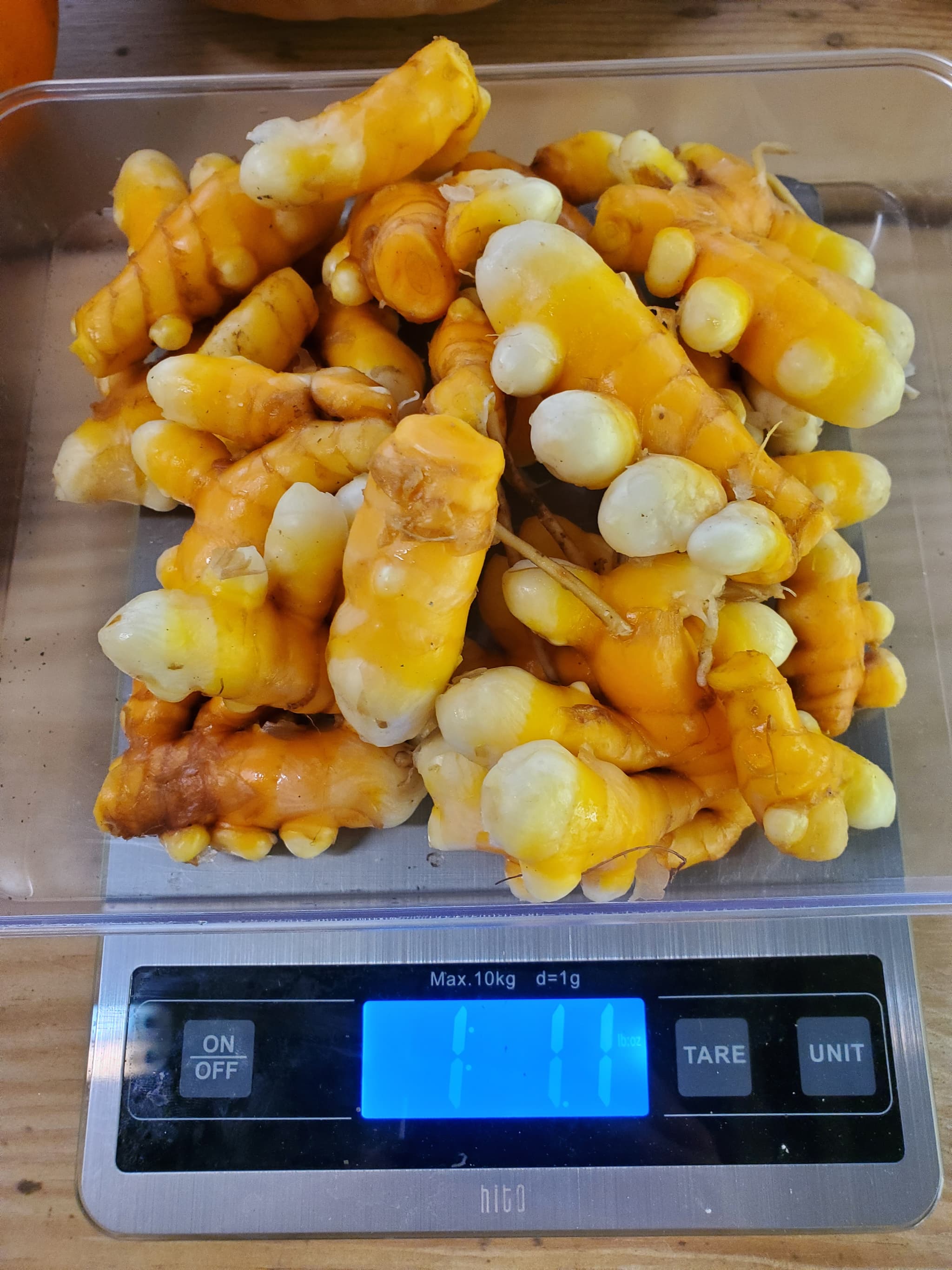 Organic Turmeric Root - 1 lb (USA grown)