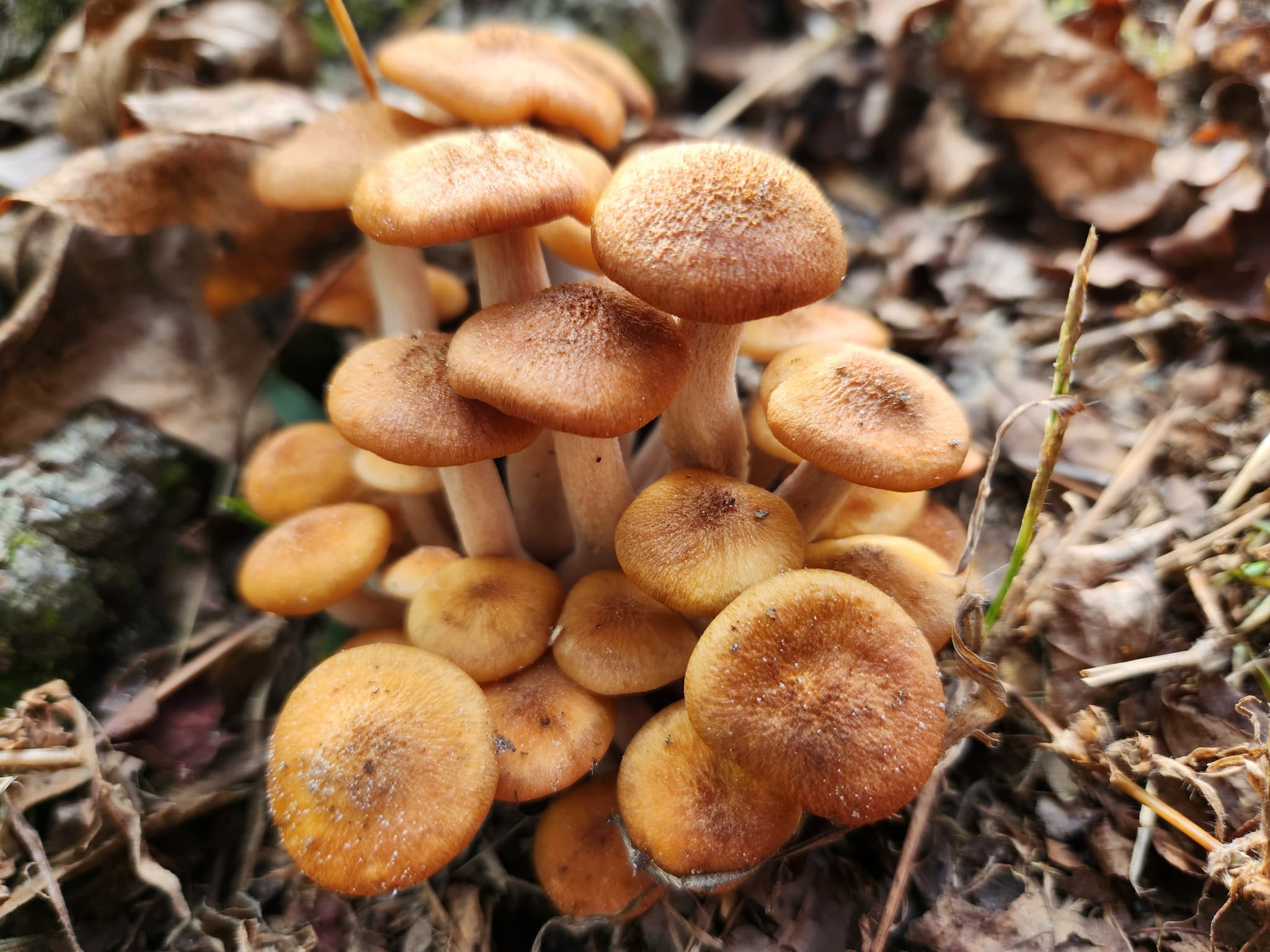 Wild Foraged Honey Mushrooms