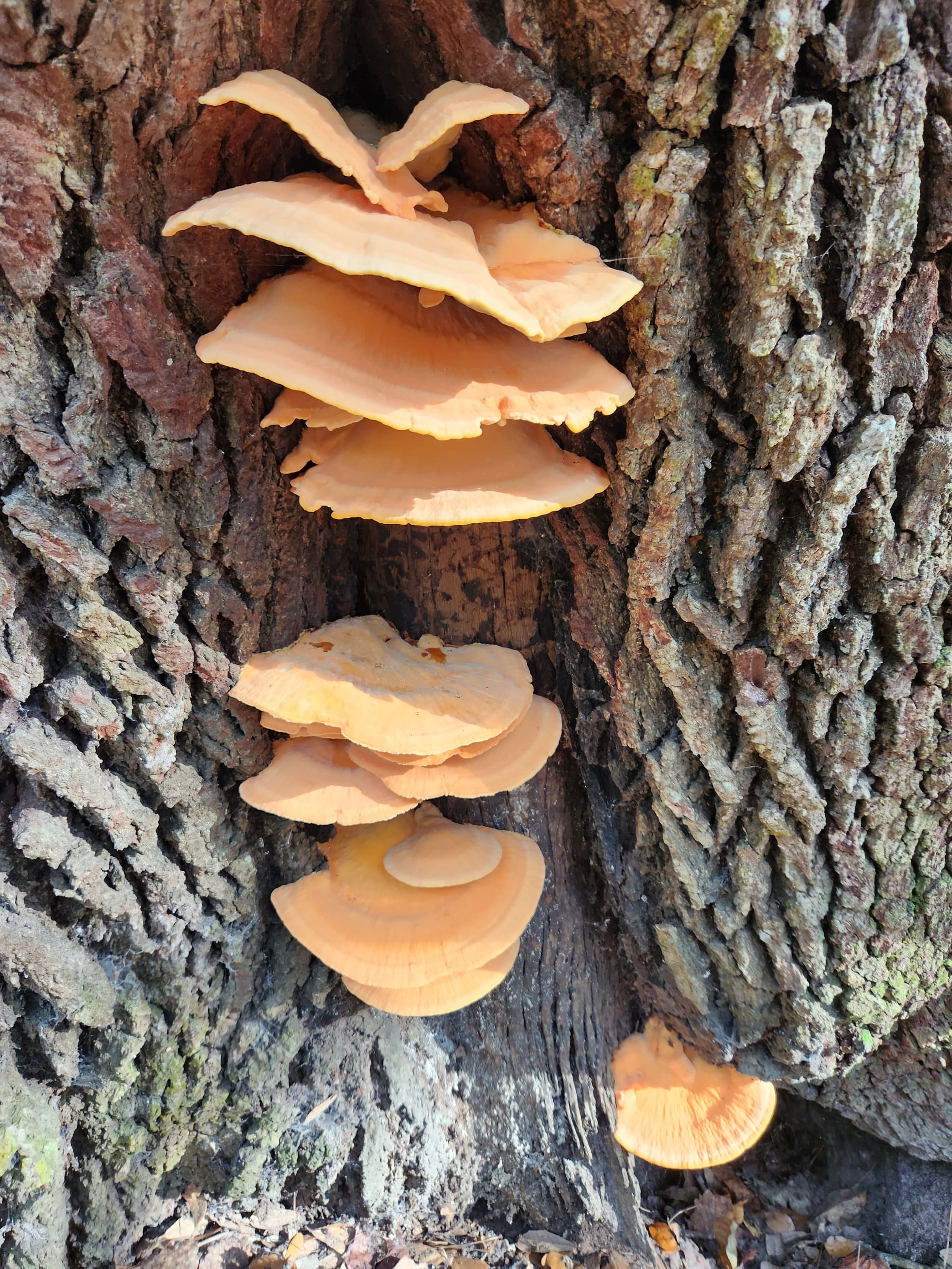 Wild Foraged Chicken of the Woods