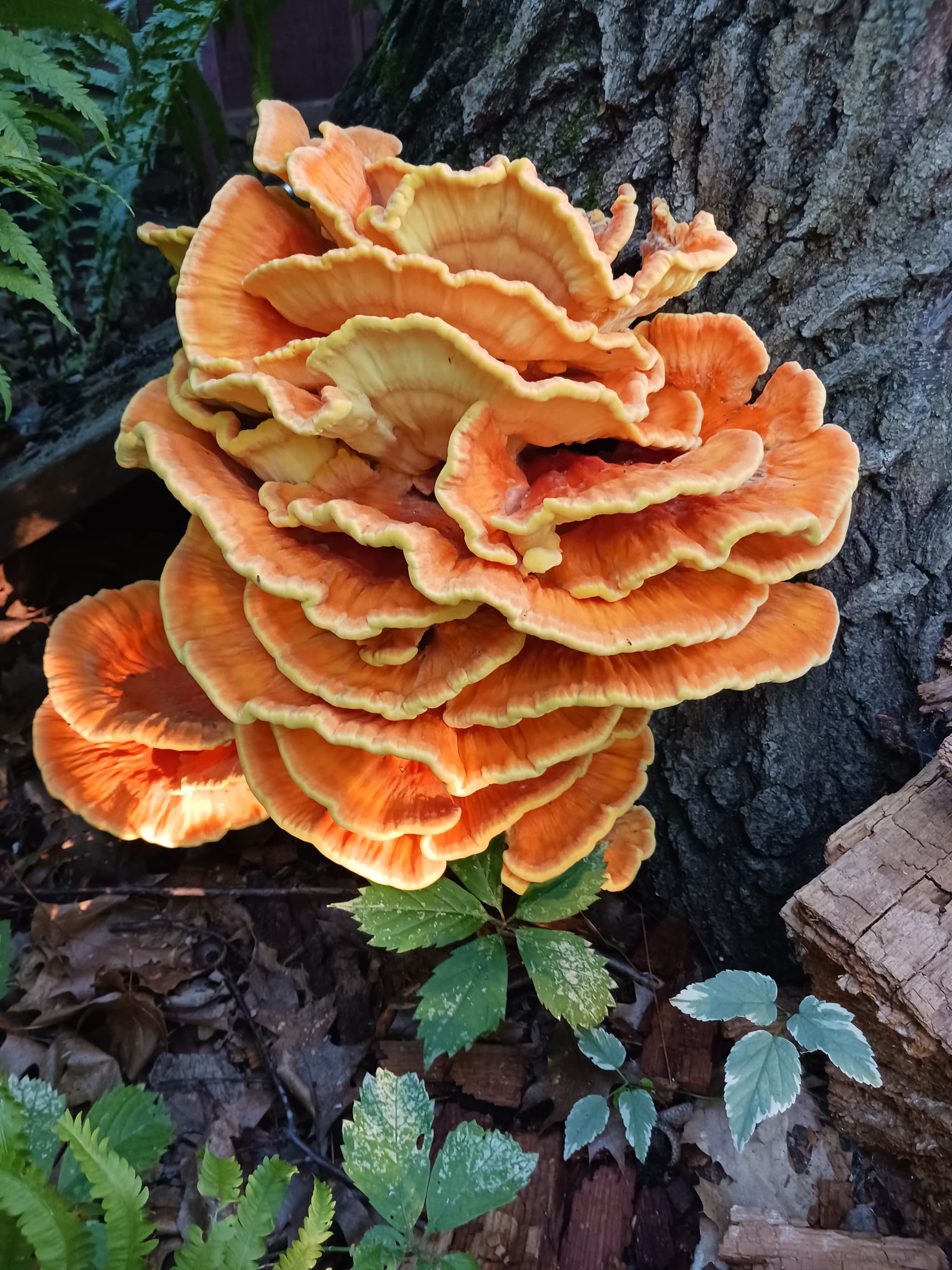 Dried Chicken of the Woods Mushroom Strips