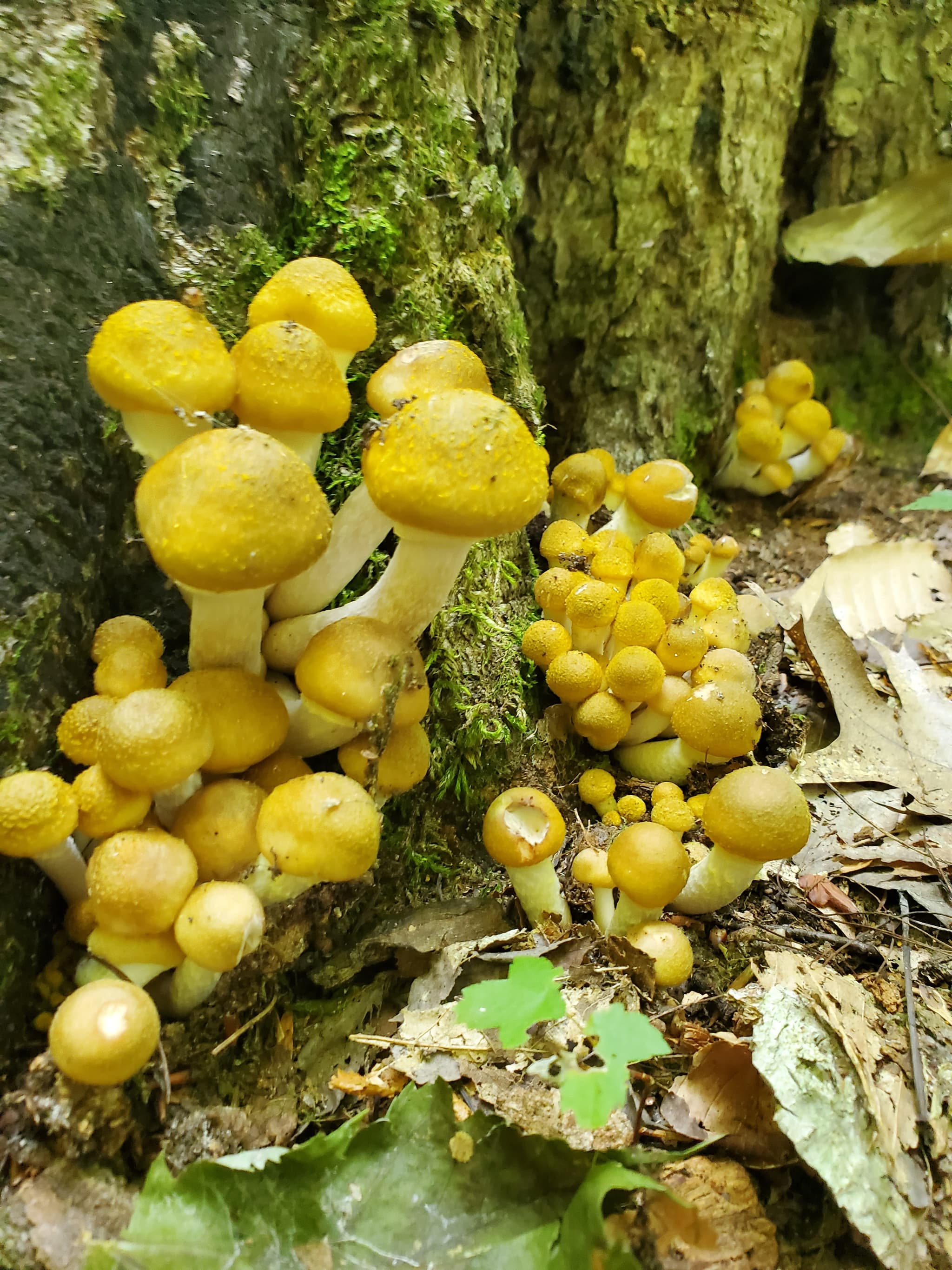 Honey Mushrooms