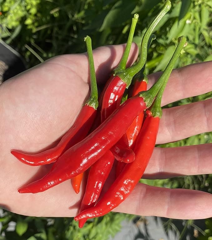 Calabrian Pepper Ristra Italian Piccante Calabrese Spicy Pepper of Calabria Premium Seed Packet
