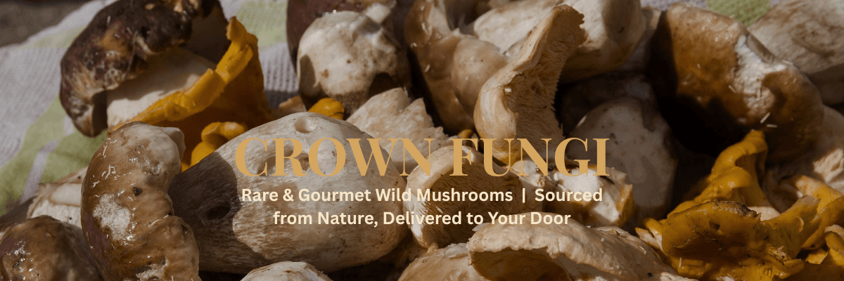 crown fungi's banner