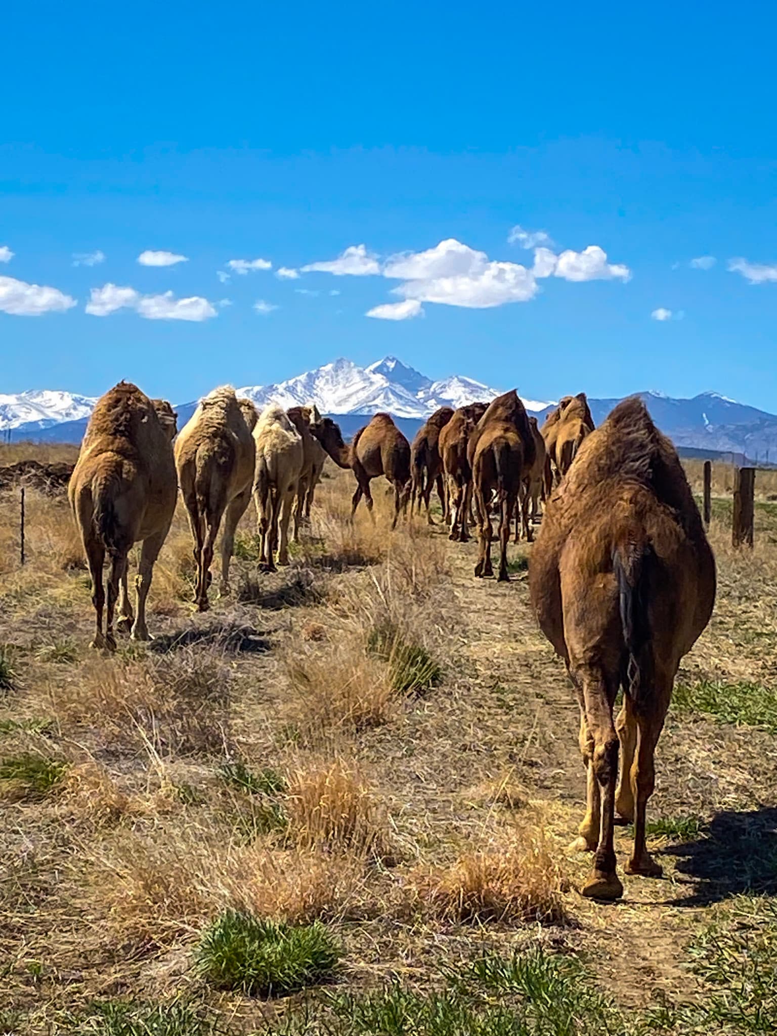 Colorado Camel Milk's banner