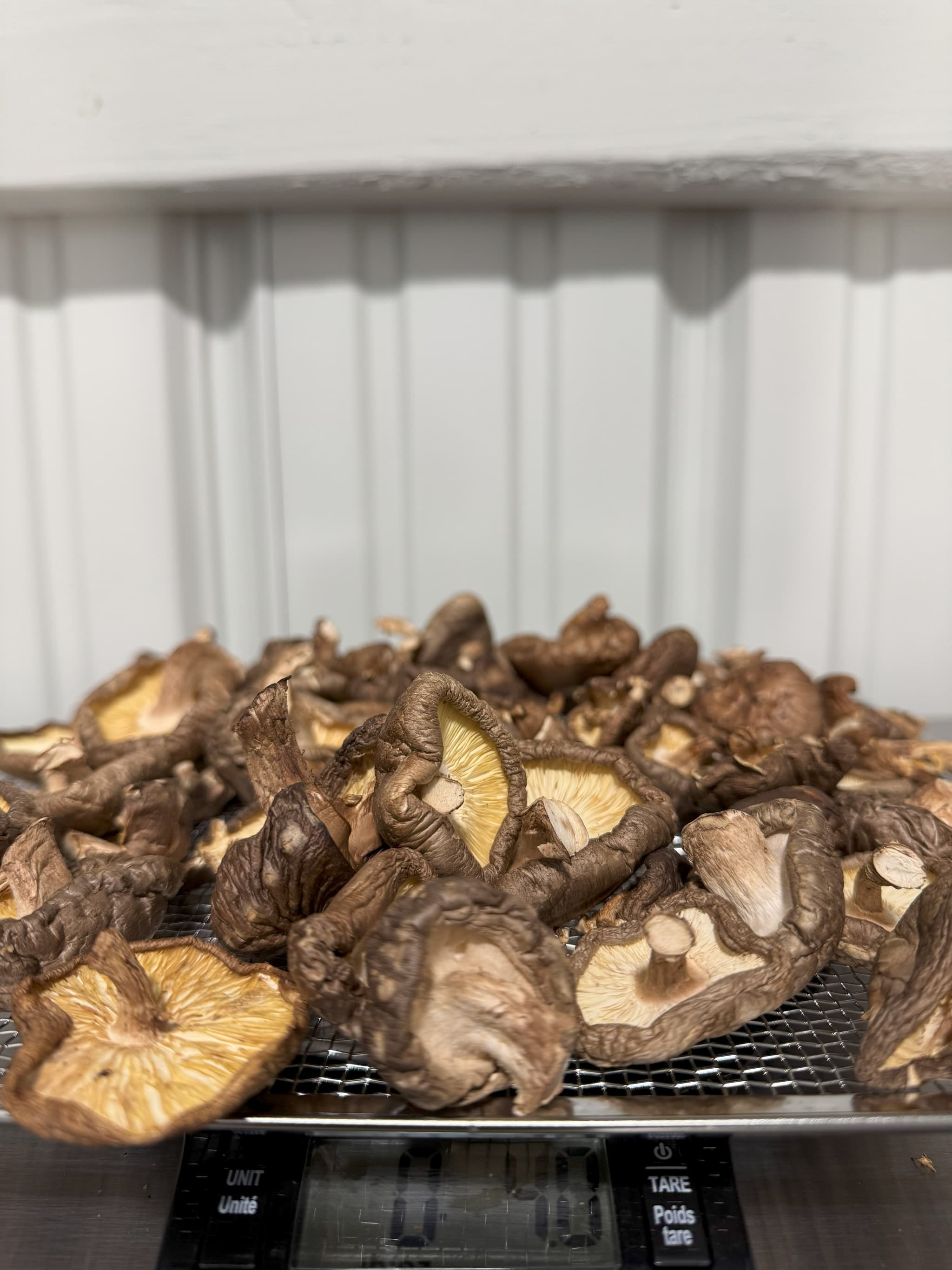 Dried Log Grown Shiitake - 4oz