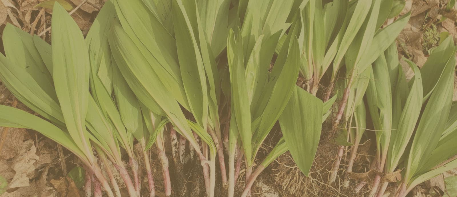 Gourmet Harvest's banner