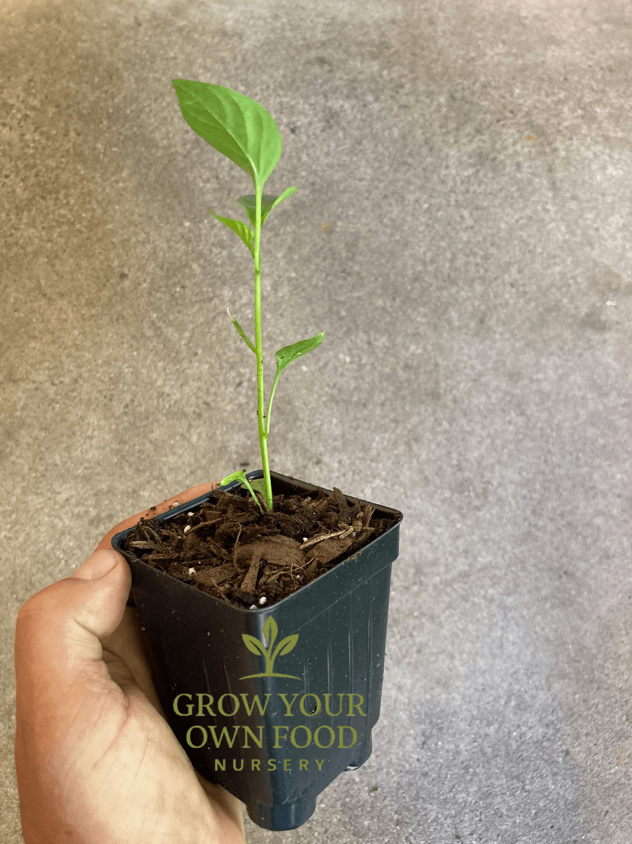 Product image #4