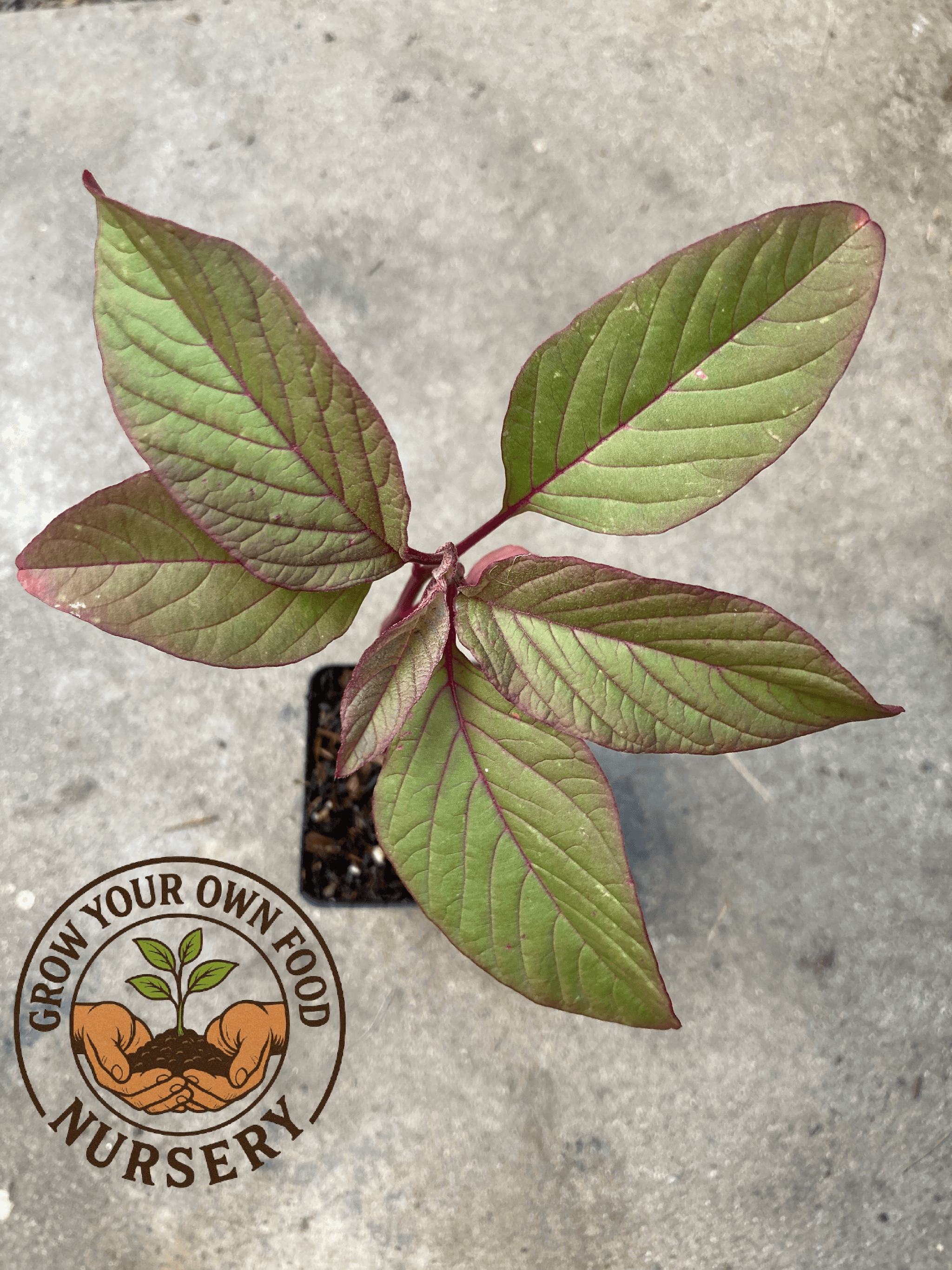 Product image #3