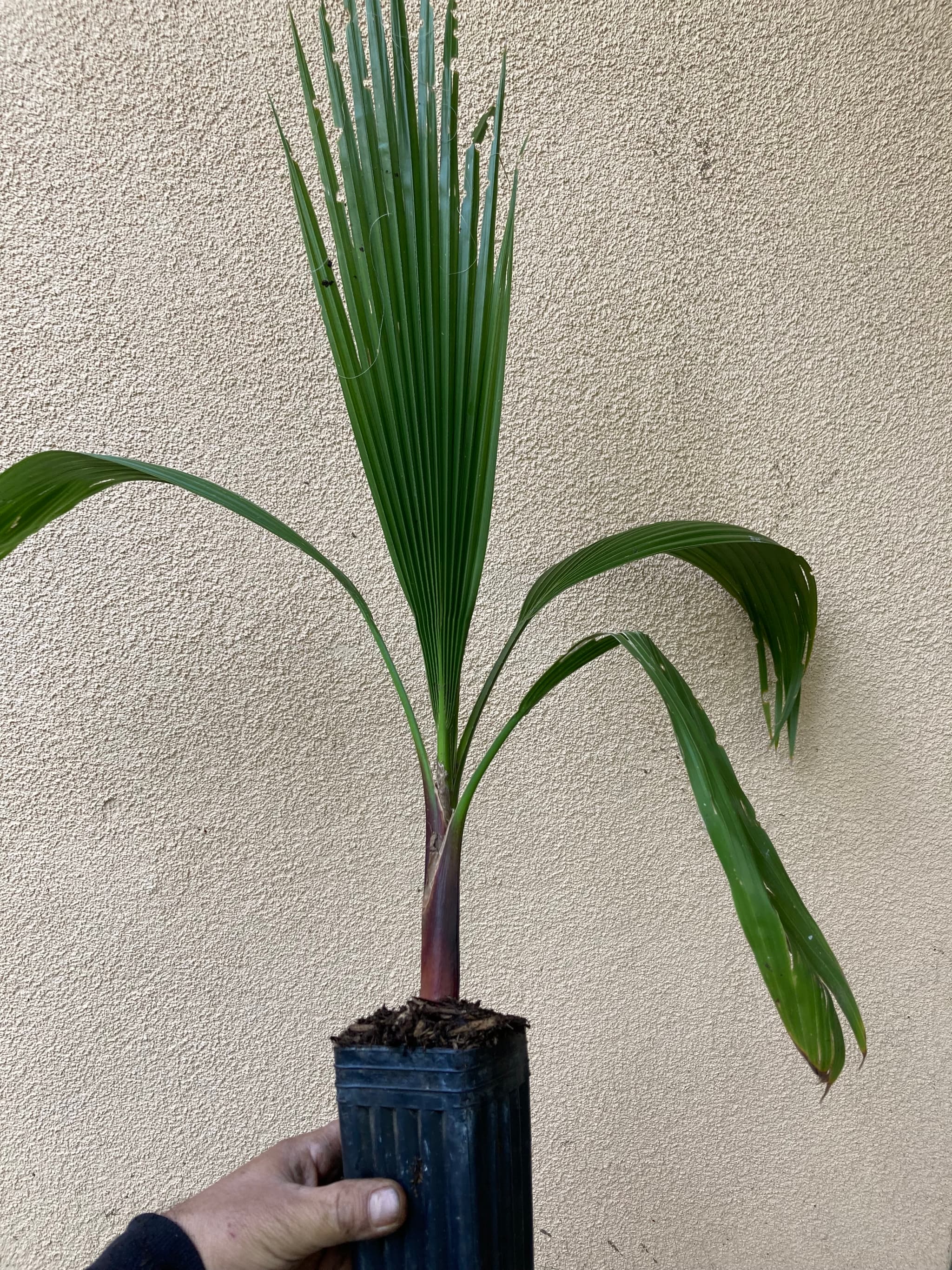 Product image #2