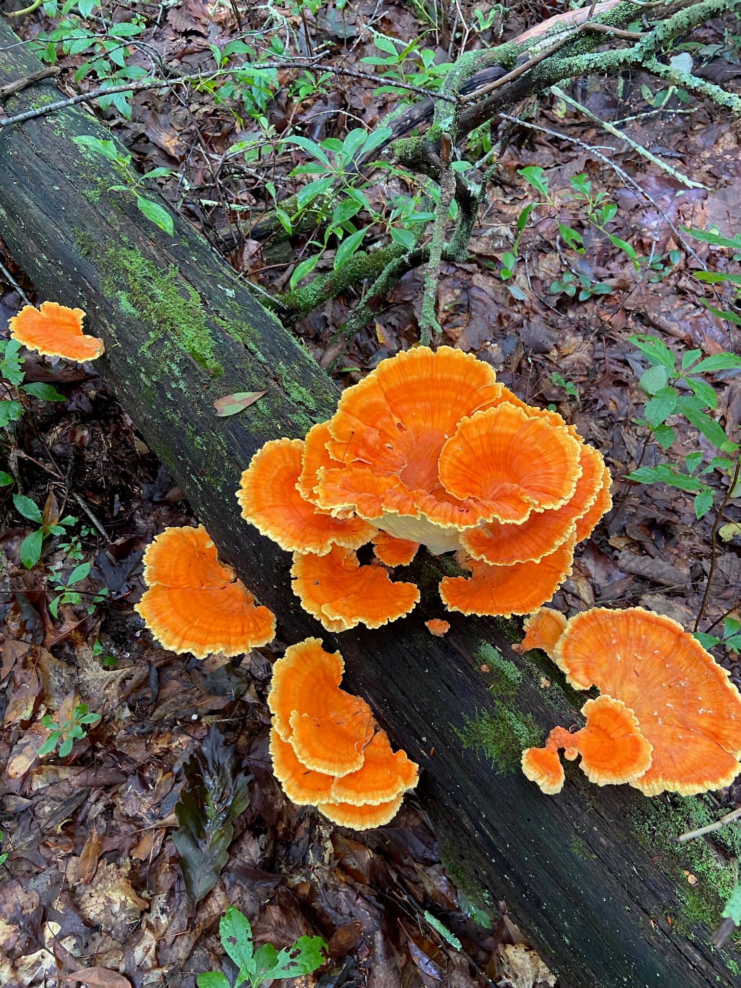 WILD FORAGED DRIED CHICKEN OF THE WOODS MUSHROOM | ORGANIC & SUSTAINABLY FORAGED | PER 2 OZ