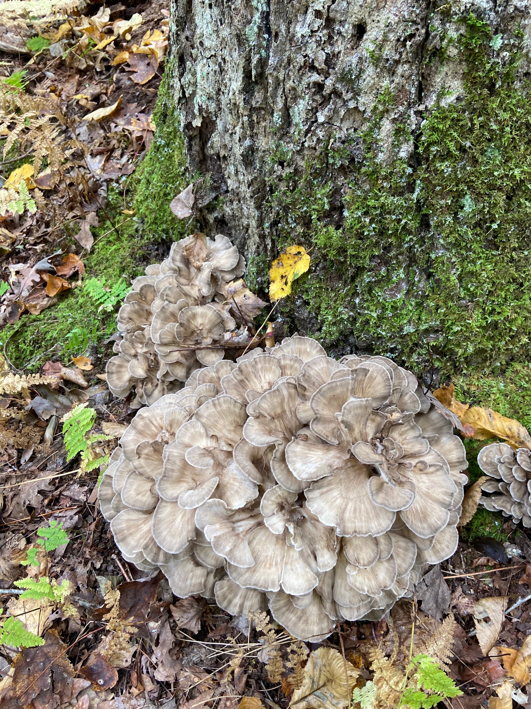 BUNDLE* WILD FORAGED DRIED MUSHROOMS | MAITAKE (HEN OF THE WOODS