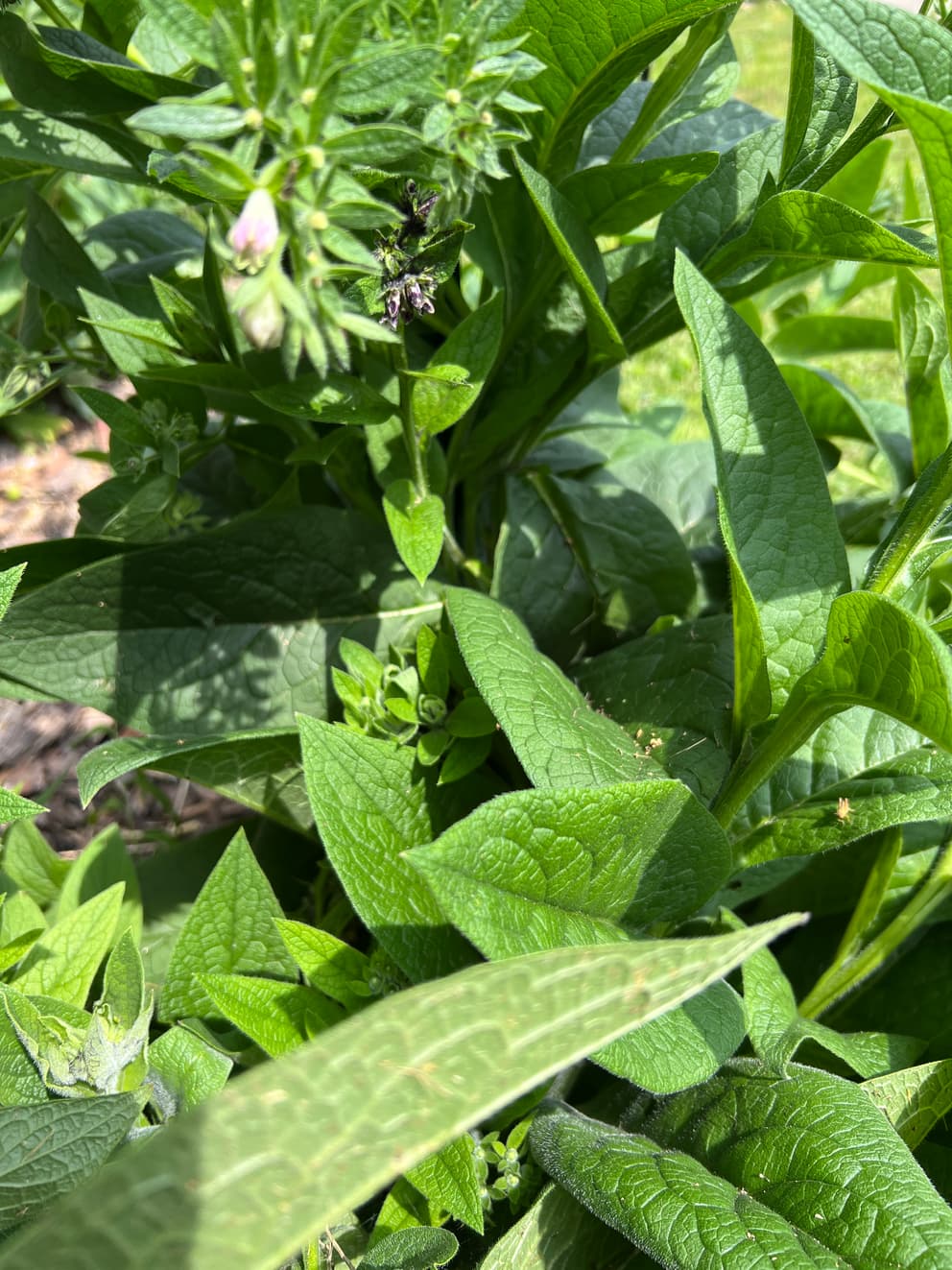 Dried Common Comfrey, organically grown, cut leaves and flowers when in ...