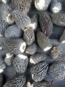 Boreal Forest Products