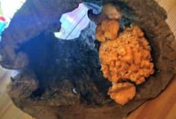 Munty'sGrungiFungi