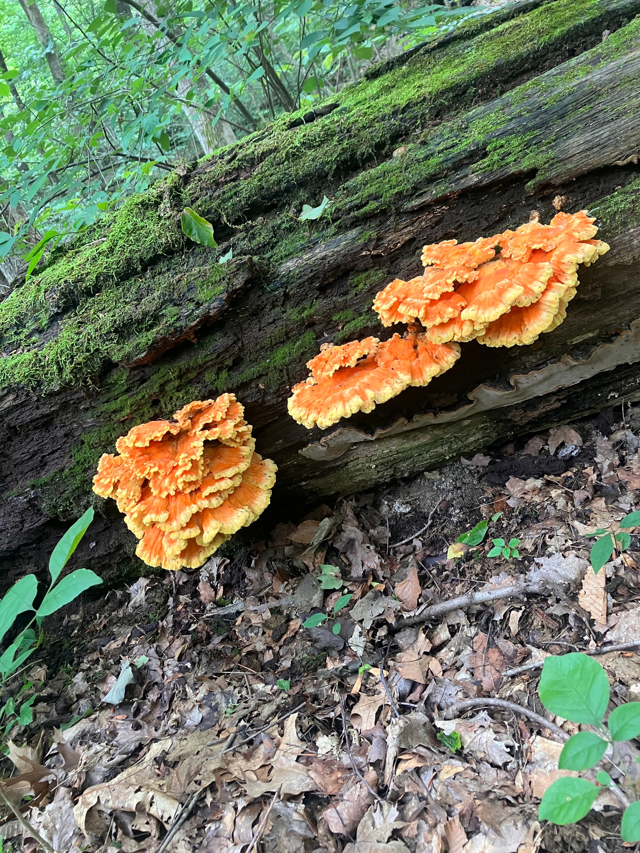 Indiana Wild Foraged Mushrooms & herbs's banner