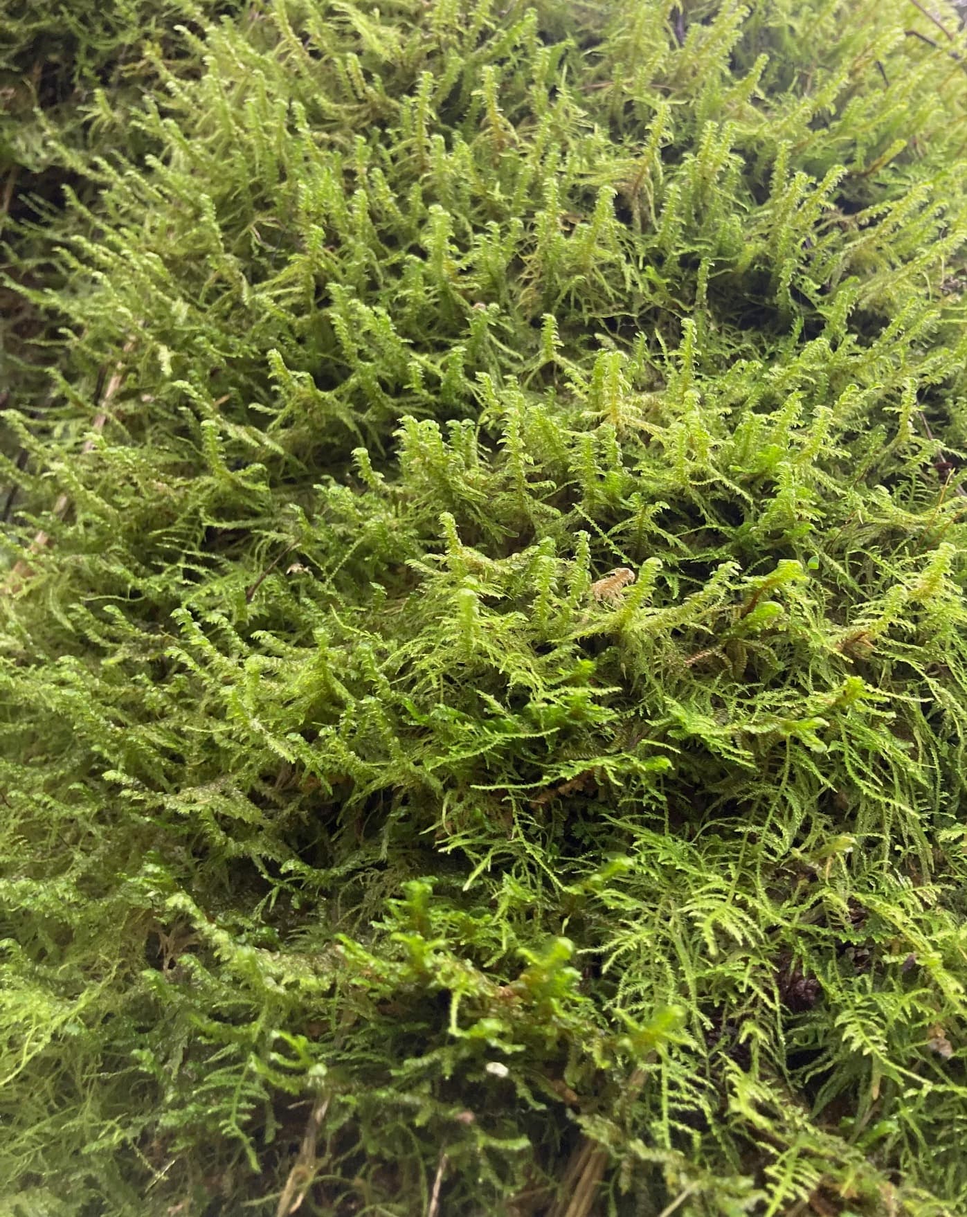 Live Moss Carpet (Terrariums, plant Orbs, Nature Art projects etc ...