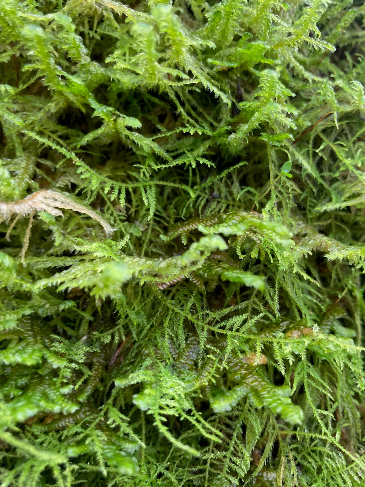 Live Moss Carpet (Terrariums, plant Orbs, Nature Art projects etc ...