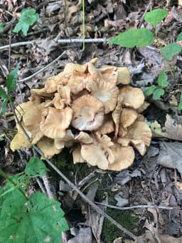Indiana Wild Foraged Mushrooms & herbs