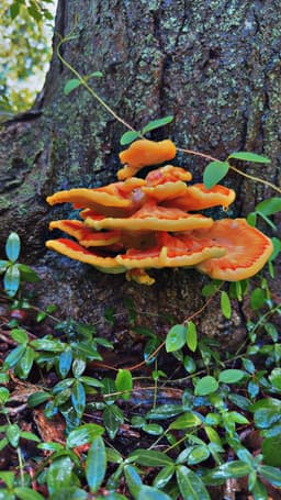 BC Wild Mushrooms