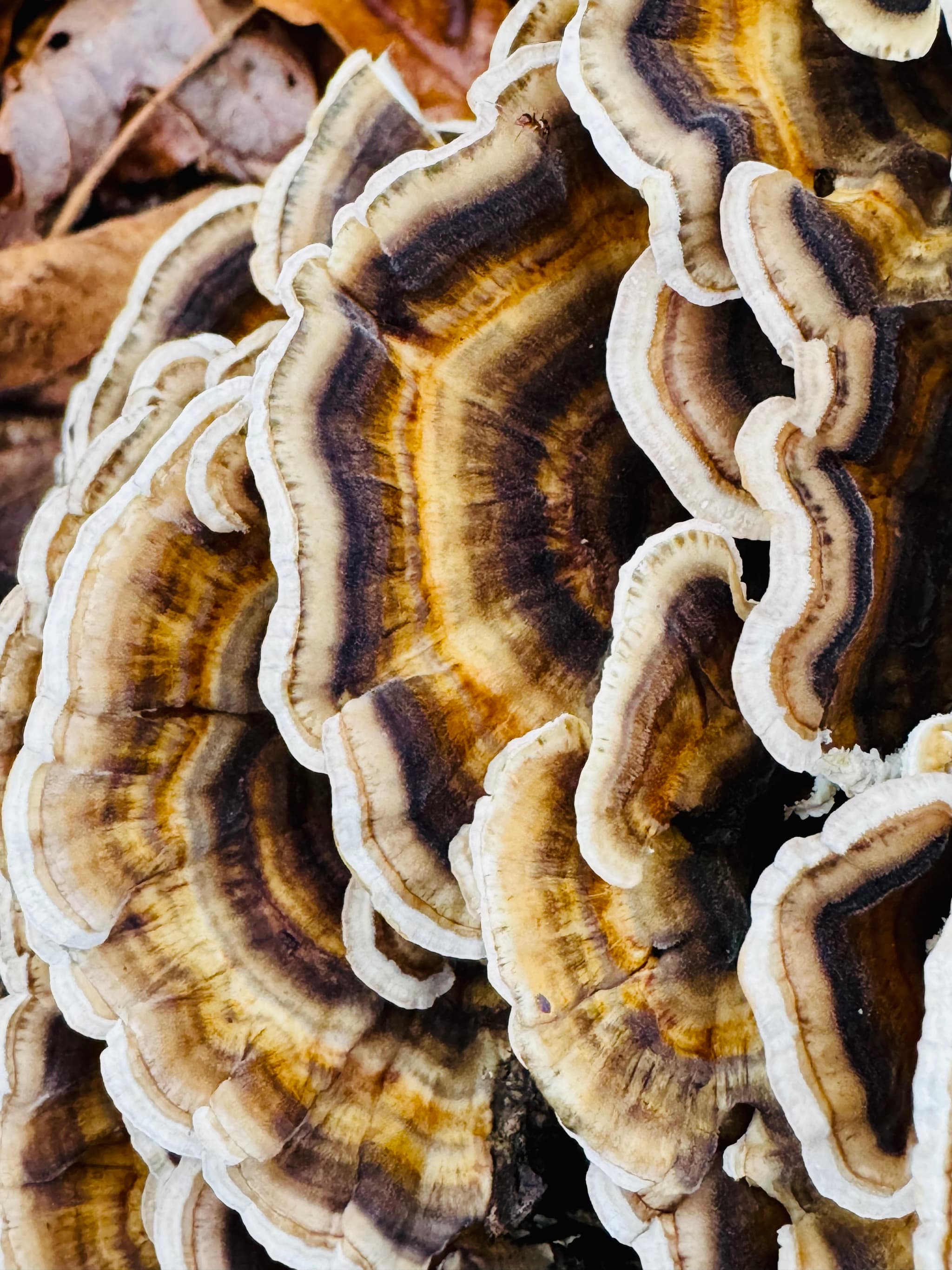 Turkey Tail dried mushrooms