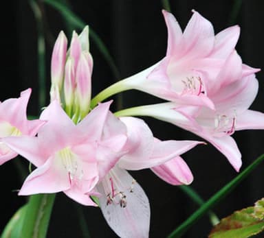 Naked Lady Bulbs (Amaryllis belladonna) - Buy Online | Foraged