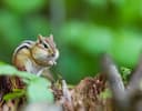 Chipmunk Grove